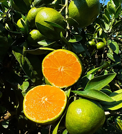 庐山西海柑橘采摘季启幕，农旅融合激活乡村活力