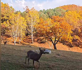 伊春推出冬季冰雪旅游“百日行动” 四大区域打造差异化体验