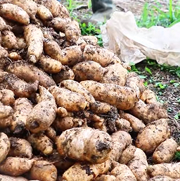 贵州大方天麻迎采收季 特色产业助农增收