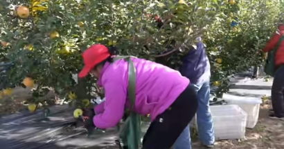 电力护航苹果丰收 暖心服务助农增收
