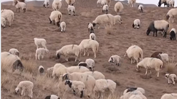青海都兰：藏羊高效养殖技术助牧民增收致富