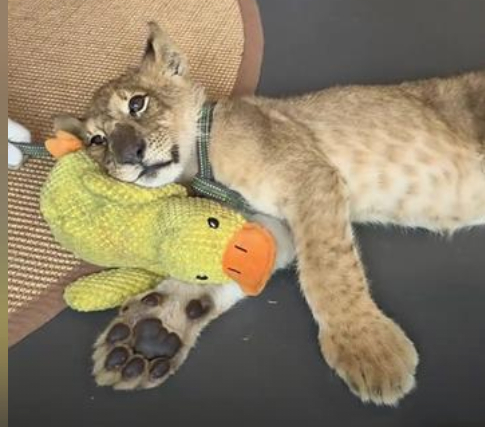 宿迁酒店叫停"小狮子上门叫醒"服务 律师解析法律风险