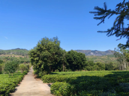 英德茶笋产业双轮驱动 打造县域经济新引擎