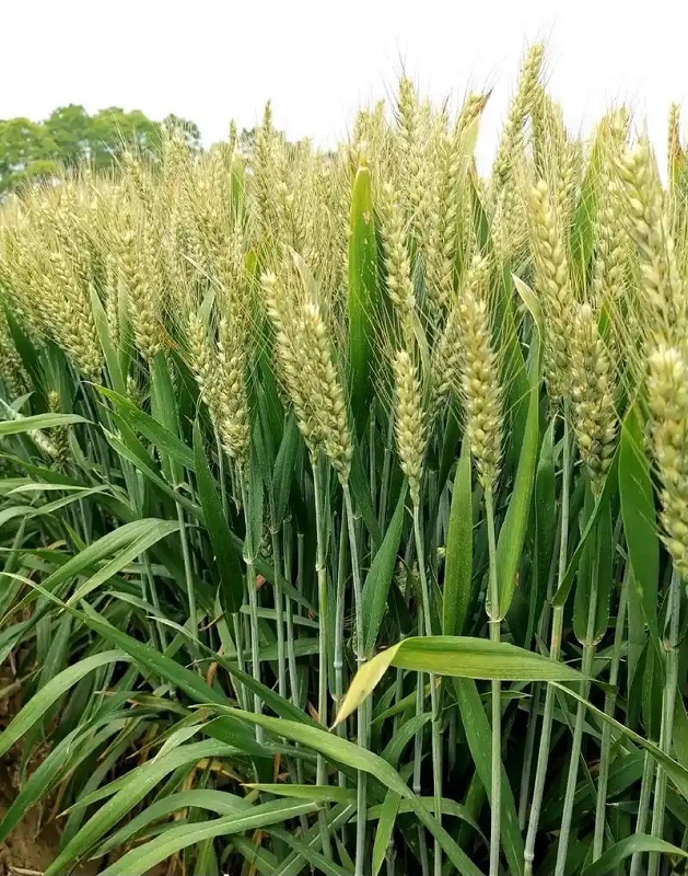 筑牢粮食安全“种子基石”