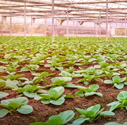 福建农业创新多点开花 数字化转型与生态农业齐头并进