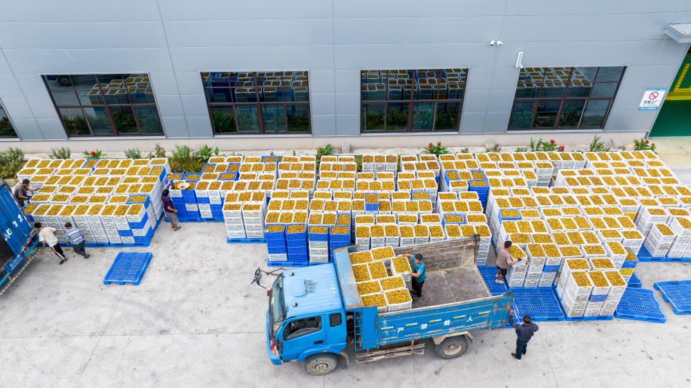 黔山深处“野果”变“金果”的数智之路