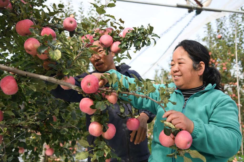 一棵果树里的“振兴密码”