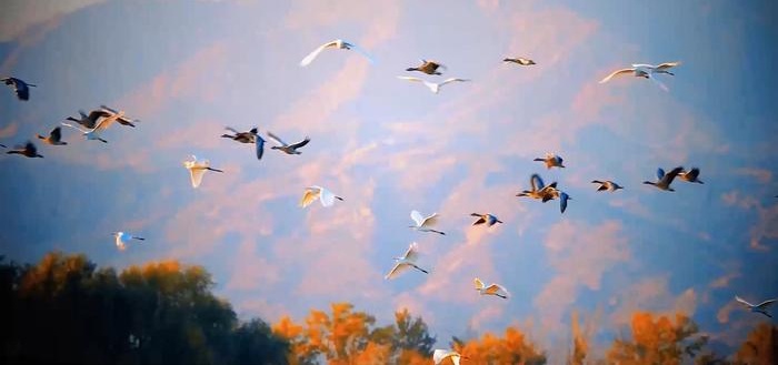 新疆阿勒泰：鹭飞鹤舞湿地美(图1)