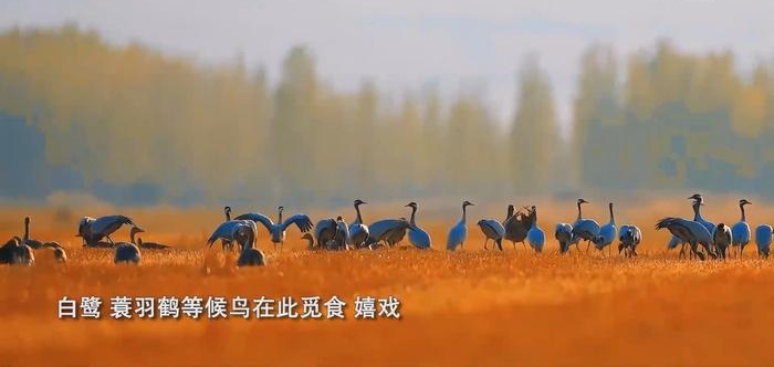 新疆阿勒泰：鹭飞鹤舞湿地美(图2)
