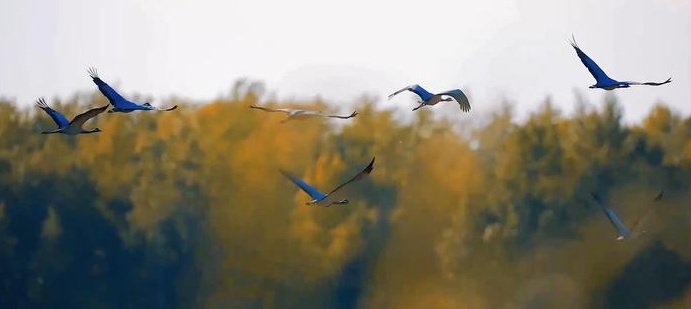 新疆阿勒泰：鹭飞鹤舞湿地美(图3)