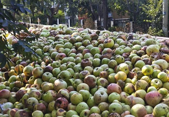 浓缩果汁用的都是烂苹果？市监局回应：抽检合格(图1)