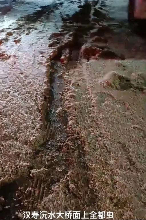 数亿蜉蝣聚集，车辆打滑难以行驶，网传地震前兆实为假消息(图1)