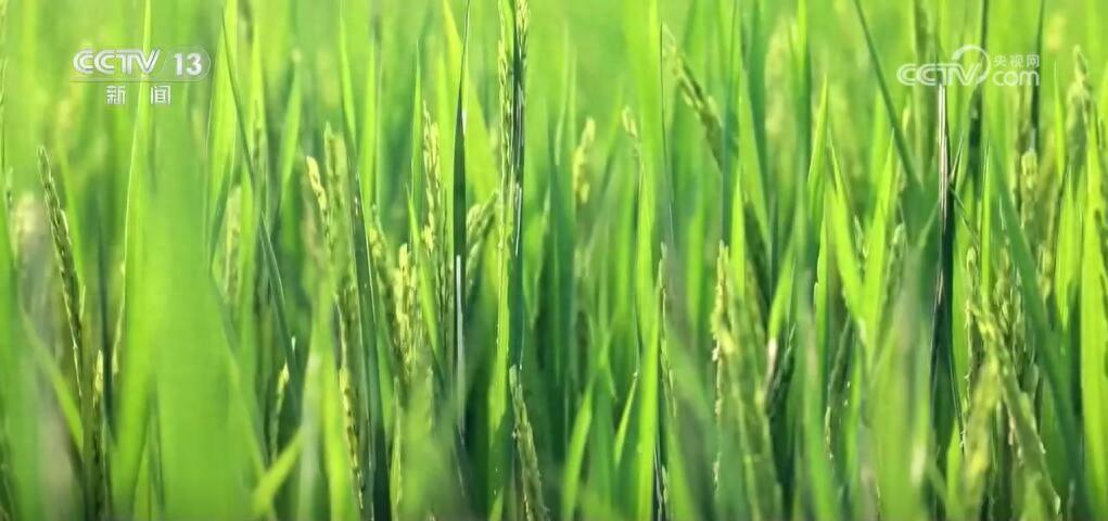 秋收在即，全国力推“一喷多促”让秋粮更稳当(图1)