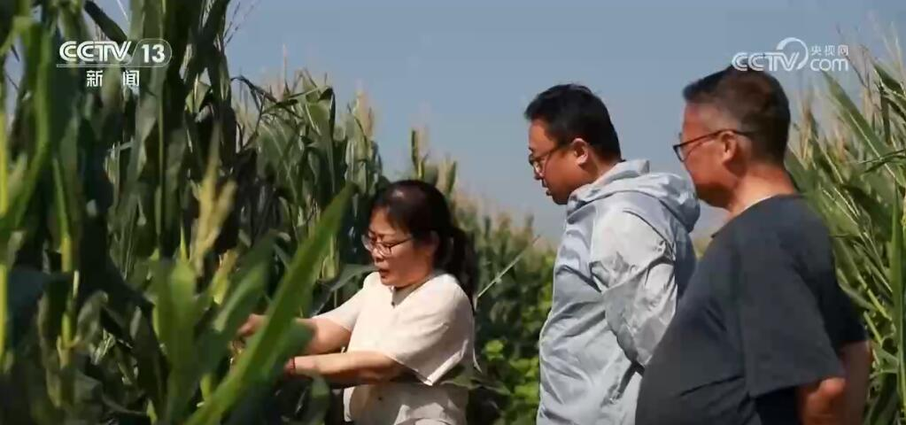 秋收在即，全国力推“一喷多促”让秋粮更稳当(图2)