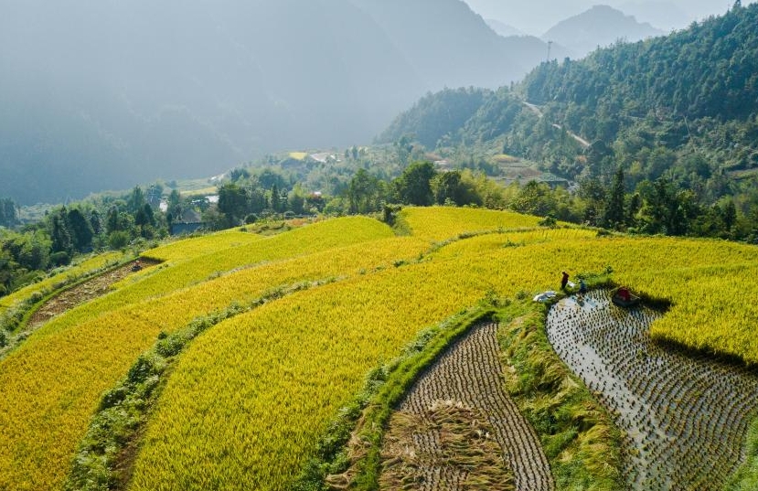 秋日“丰”景(图1)