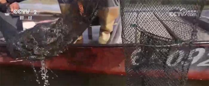 水美蟹水美蟹肥、渔船穿梭 新疆巴州博斯腾湖螃蟹养殖迎来好“丰”景肥、渔船穿梭 新疆巴州博斯腾湖螃蟹养殖迎来好“丰”景(图2)