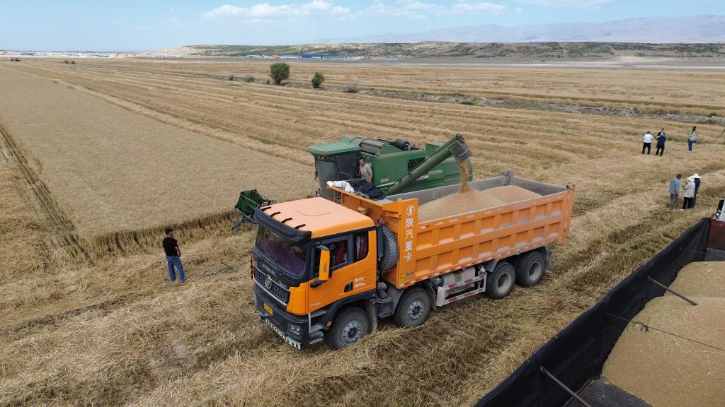 796.1公斤!新疆创全国春小麦百亩方高产纪录(图1)