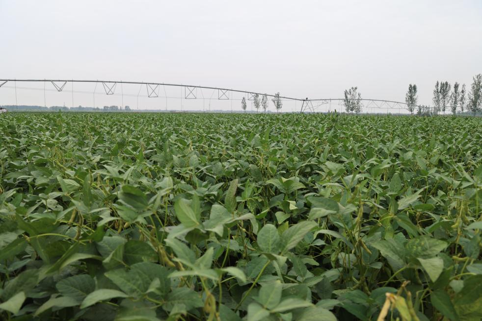 向“智”向“绿” “齐鲁粮仓”丰收在望(图1)