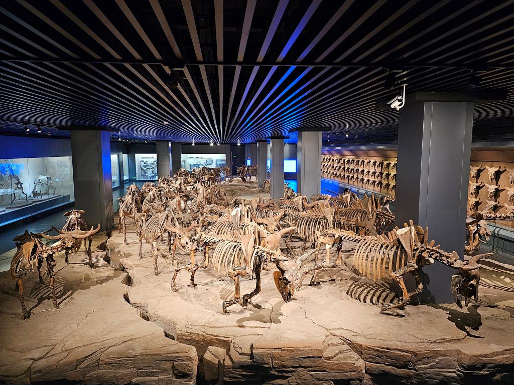 博物馆引领青少年踏上史前文明“探索之旅”(图2)