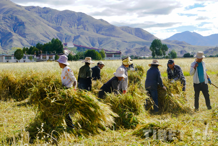西藏日喀则：金秋青稞麦飘香 颗粒归仓“丰”景美(图4)