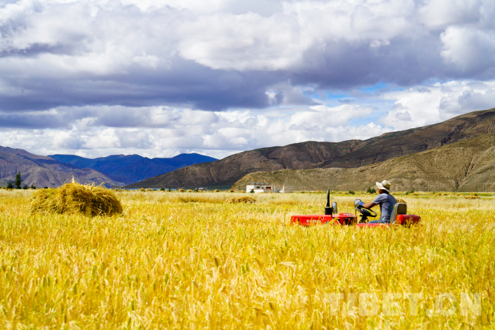 西藏日喀则：金秋青稞麦飘香 颗粒归仓“丰”景美(图1)
