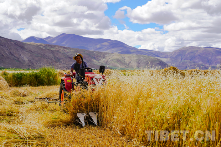 西藏日喀则：金秋青稞麦飘香 颗粒归仓“丰”景美(图2)
