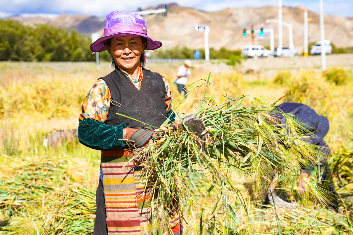 西藏日喀则：金秋青稞麦飘香 颗粒归仓“丰”景美(图3)