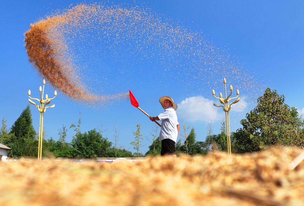 又是一年好“丰”景 满载希望迈向农业强国(图1)