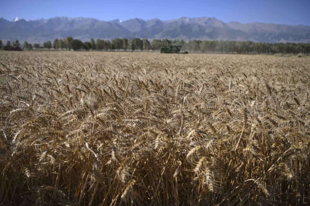 又是一年好“丰”景 满载希望迈向农业强国(图2)