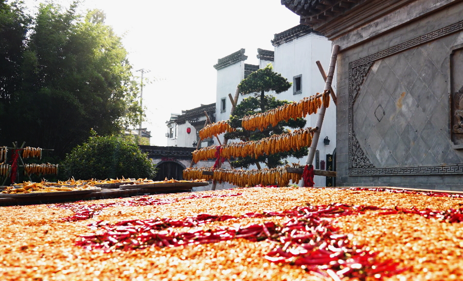 安徽黄山：古村晒秋入画来(图4)