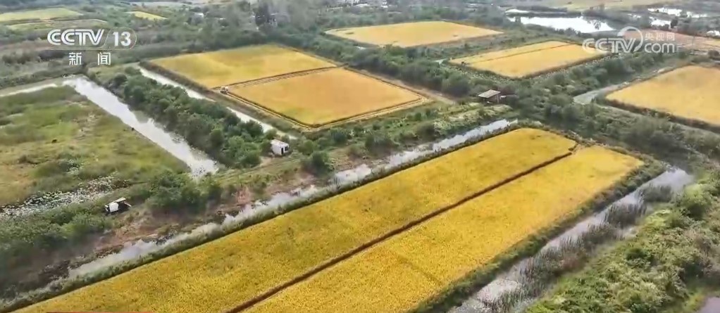稻谷金黄、鱼虾满仓 金秋时节“丰”光无限一派繁忙景象(图1)