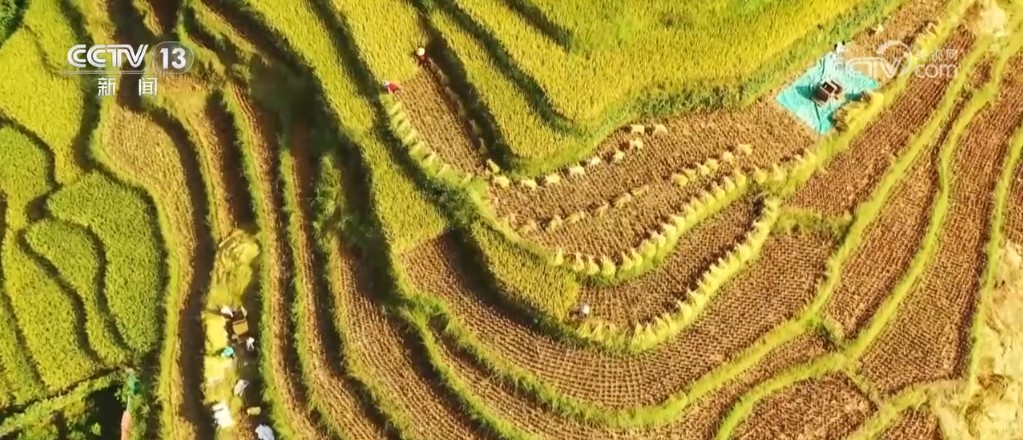 稻谷金黄、鱼虾满仓 金秋时节“丰”光无限一派繁忙景象(图2)