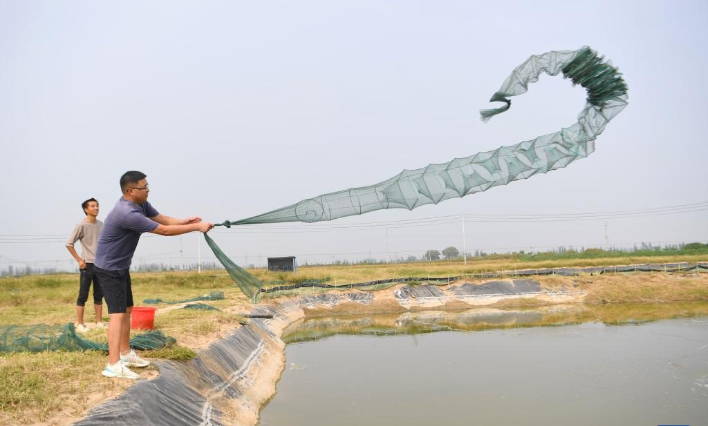 盐碱地变“海鲜池”——黄河故道里的水产丰收季(图1)