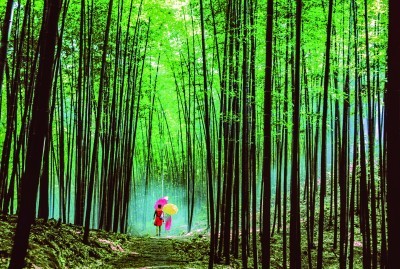 贵州赤水：无边竹海碧波涌(图2)