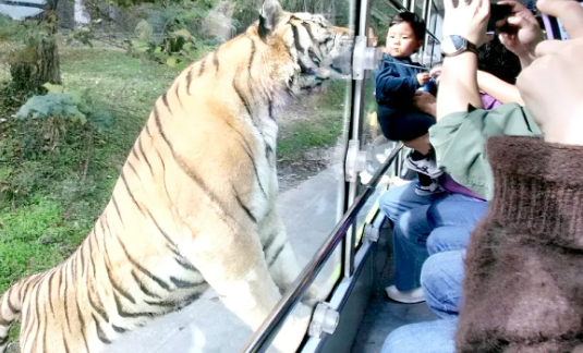 老虎“突袭”动物园观光巴士，现场游客惊慌失措，安全意识不容忽视！(图2)