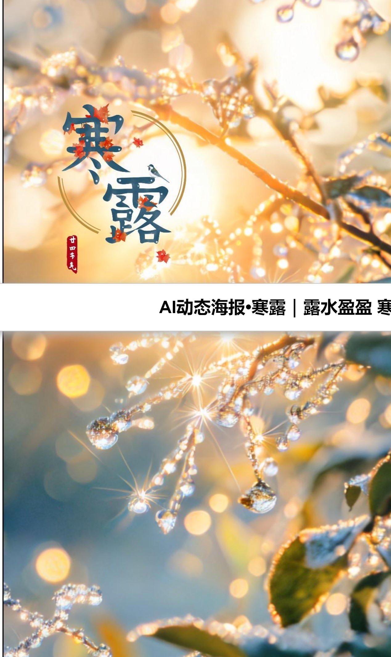 露水盈盈 寒气渐重(图1)