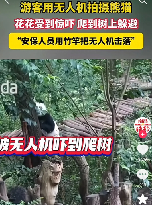 无人机惊扰熊猫‘花花’和‘和叶’，网友：严惩不贷！(图1)