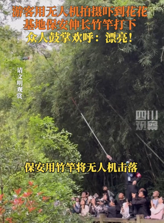无人机惊扰熊猫‘花花’和‘和叶’，网友：严惩不贷！(图2)