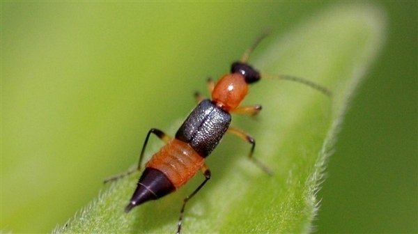 暗夜隐翅虫：一次意外拍打，竟造成全身溃烂？(图1)