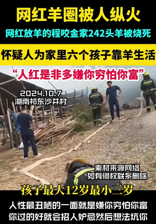 网红养羊户羊圈被烧，240头羊全没了，是意外还是人为？(图1)