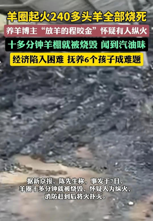 网红养羊户羊圈被烧，240头羊全没了，是意外还是人为？(图2)