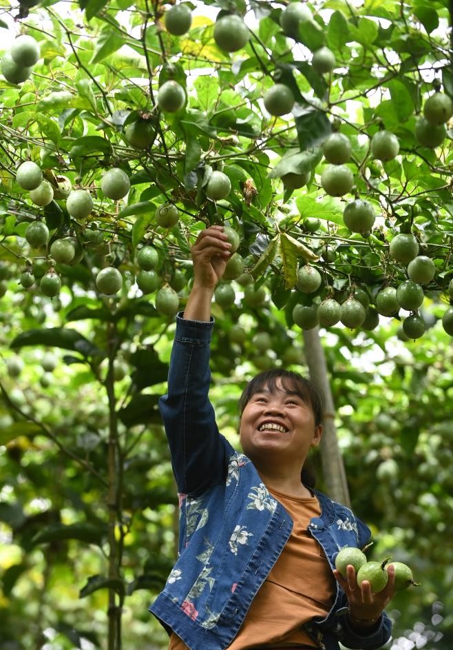 广西龙胜：百香果种成致富果(图2)