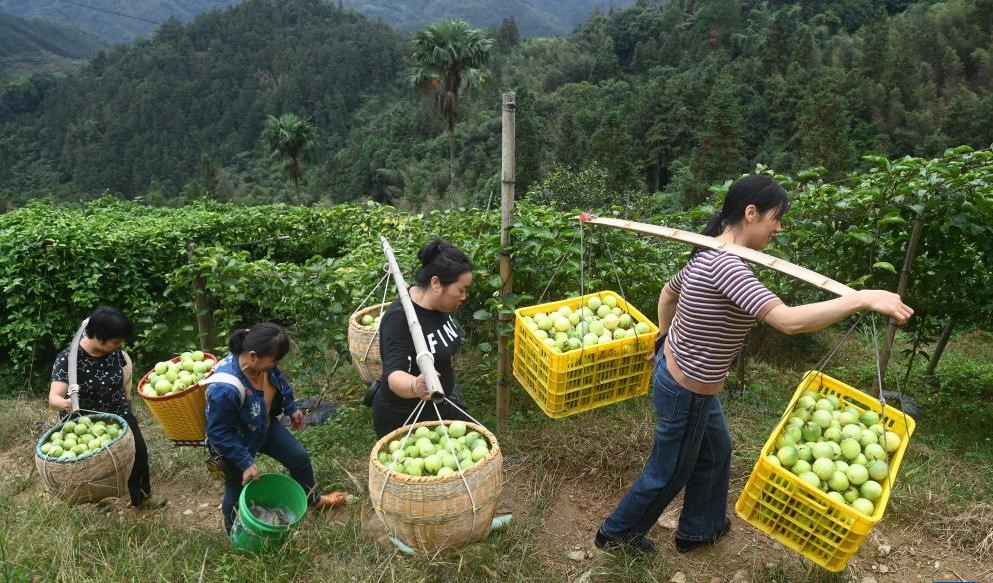 广西龙胜：百香果种成致富果(图3)