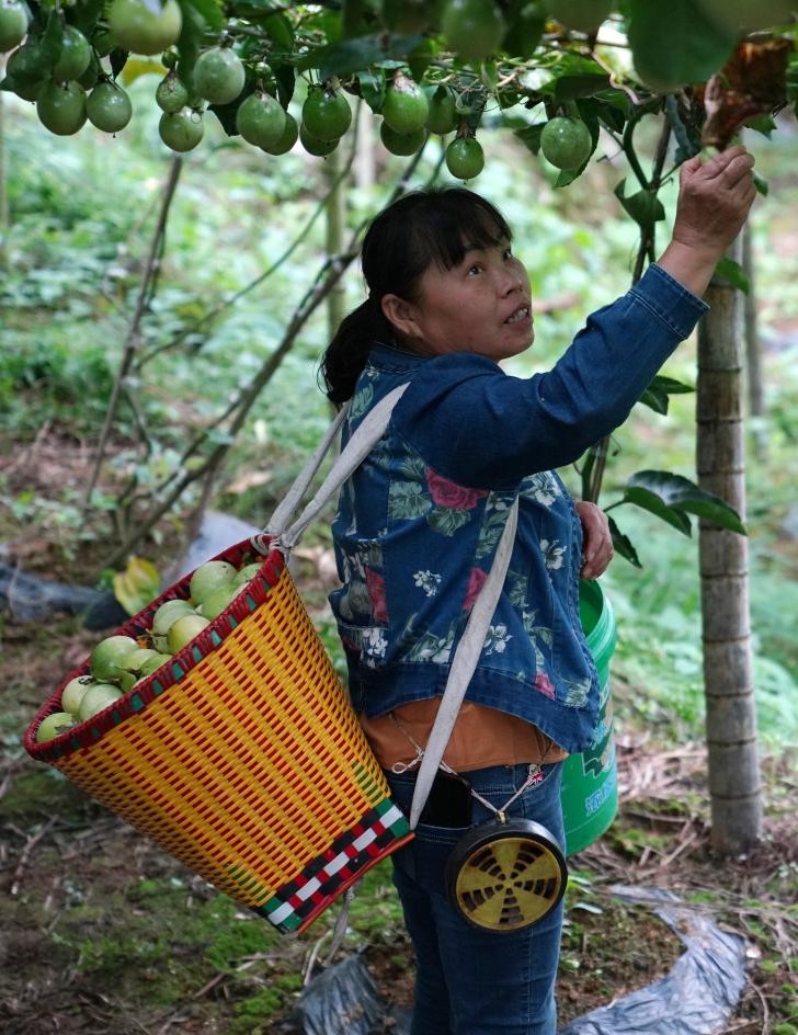 广西龙胜：百香果种成致富果(图4)