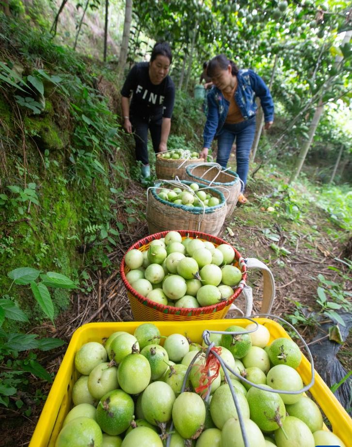 广西龙胜：百香果种成致富果(图5)