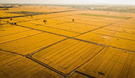 十月丰收季，遍地金黄果满枝！(图1)