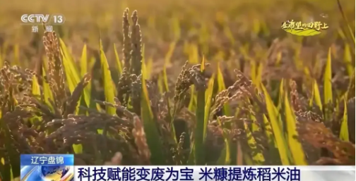 十月丰收季，遍地金黄果满枝！(图3)