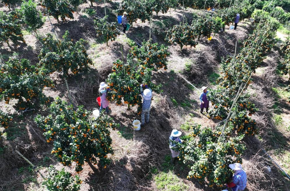 金秋沙糖桔喜获丰收(图1)