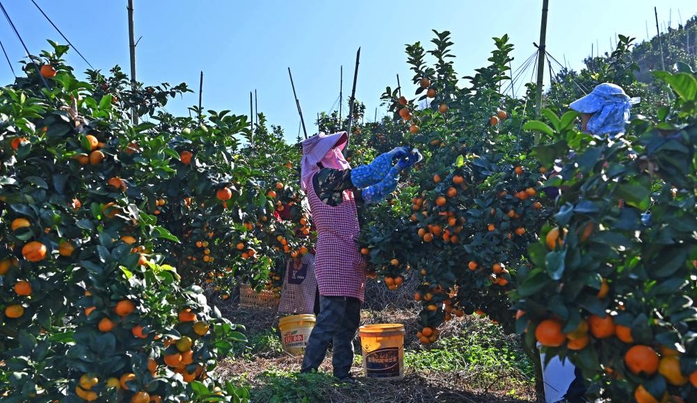 金秋沙糖桔喜获丰收(图4)