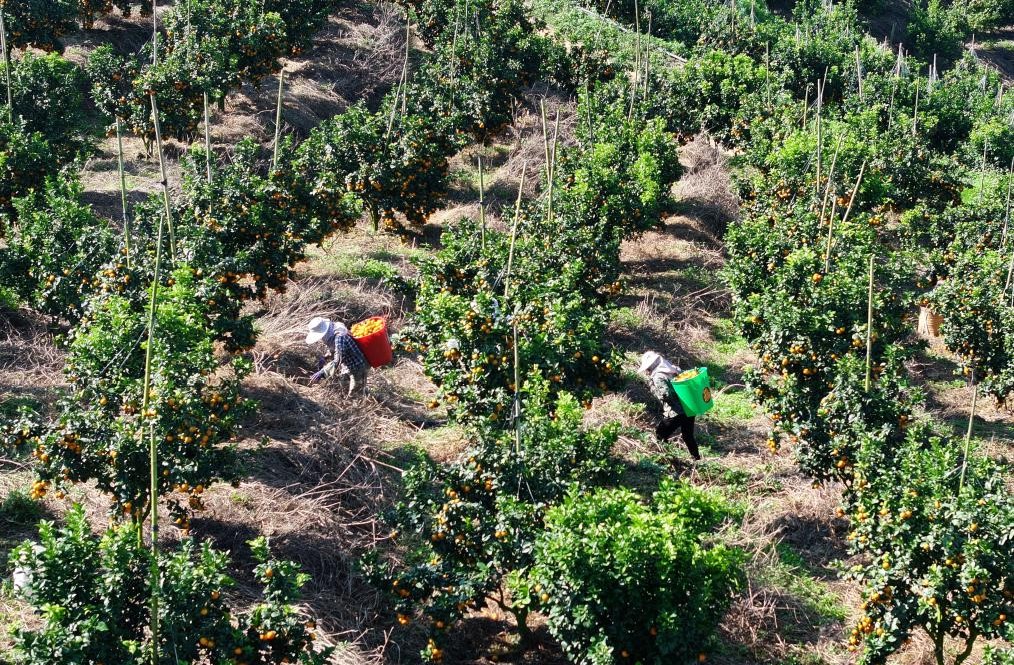 金秋沙糖桔喜获丰收(图3)